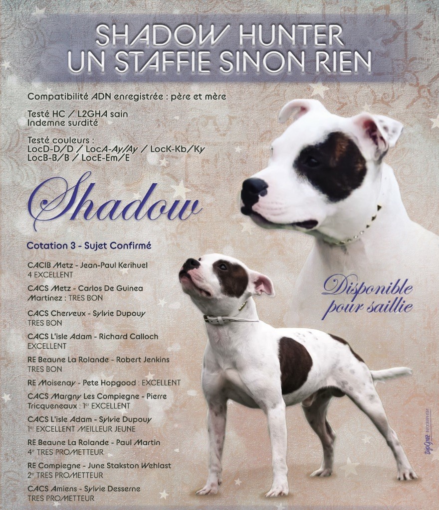 Shadow Un Staffie Sinon Rien