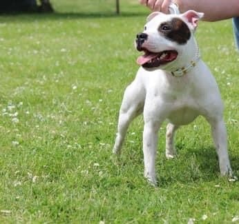 Shadow Un Staffie Sinon Rien