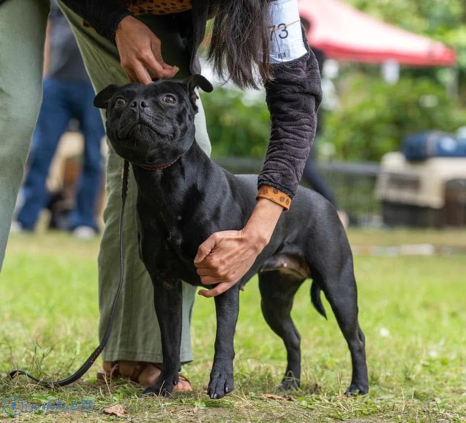 Tiara queen black diamond Un Staffie Sinon Rien