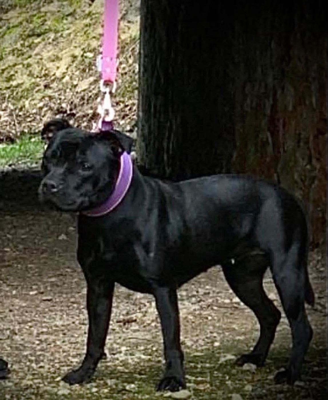 CH. Pandora Queen StaffImpact staffimpact pandora queen