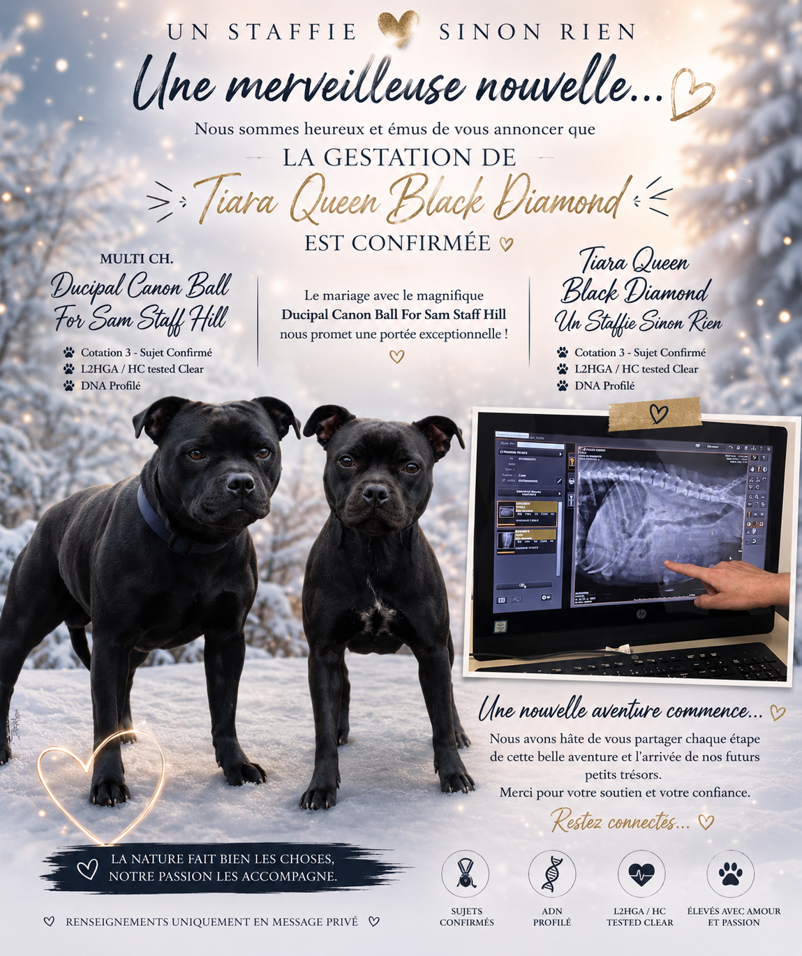 Un Staffie Sinon Rien - Gestation confirmée