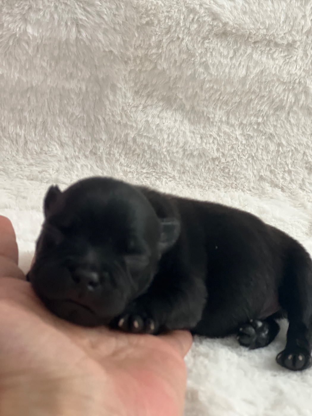 Un Staffie Sinon Rien - Chiots disponibles - Staffordshire Bull Terrier
