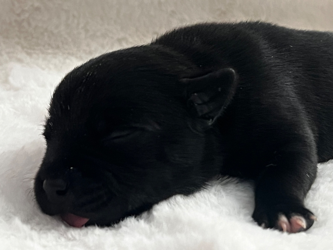 Un Staffie Sinon Rien - Chiots disponibles - Staffordshire Bull Terrier