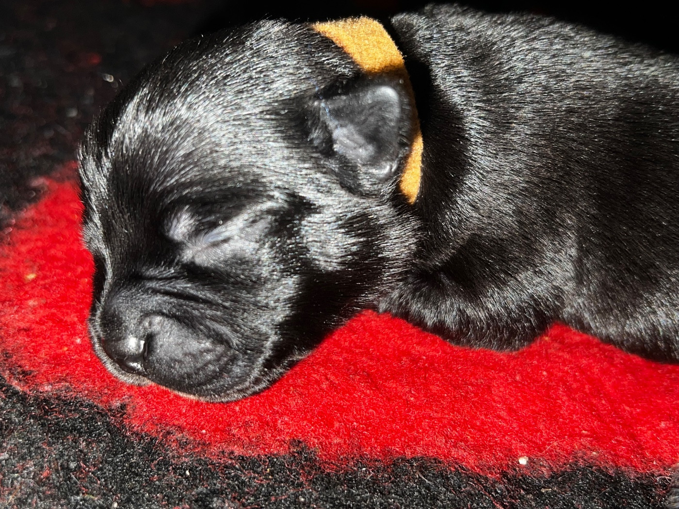 Un Staffie Sinon Rien - Chiots disponibles - Staffordshire Bull Terrier