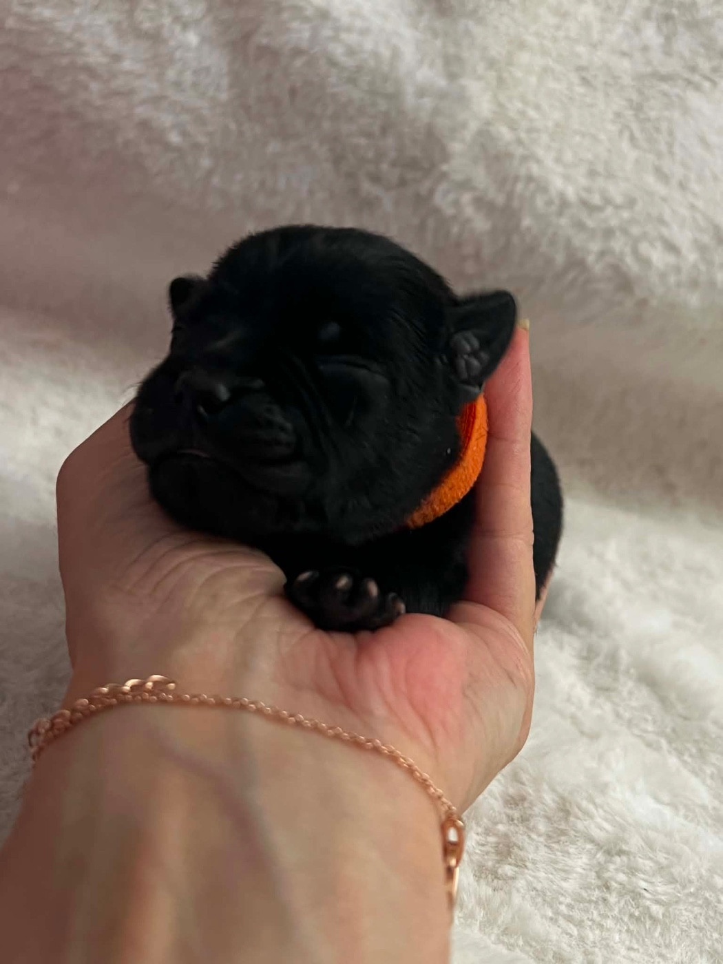 Un Staffie Sinon Rien - Chiots disponibles - Staffordshire Bull Terrier