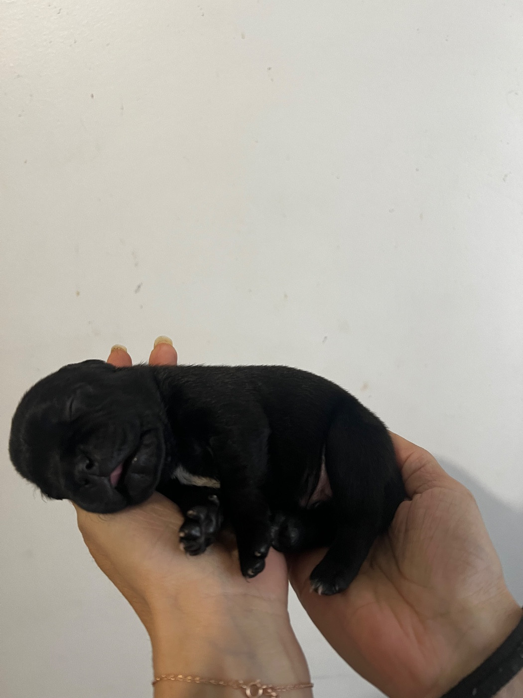 Un Staffie Sinon Rien - Chiots disponibles - Staffordshire Bull Terrier