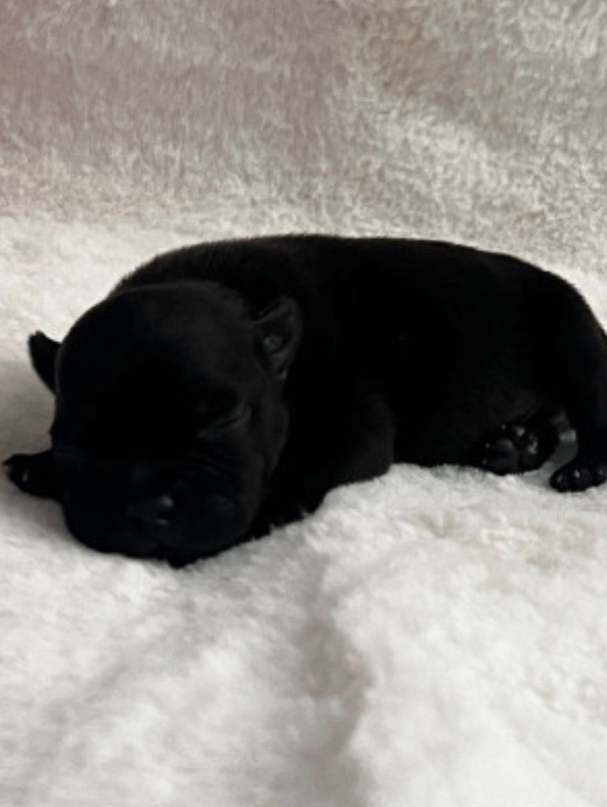 Un Staffie Sinon Rien - Chiots disponibles - Staffordshire Bull Terrier
