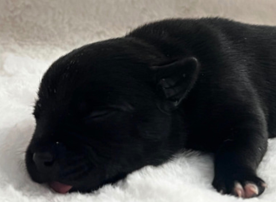 Un Staffie Sinon Rien - Chiots disponibles - Staffordshire Bull Terrier