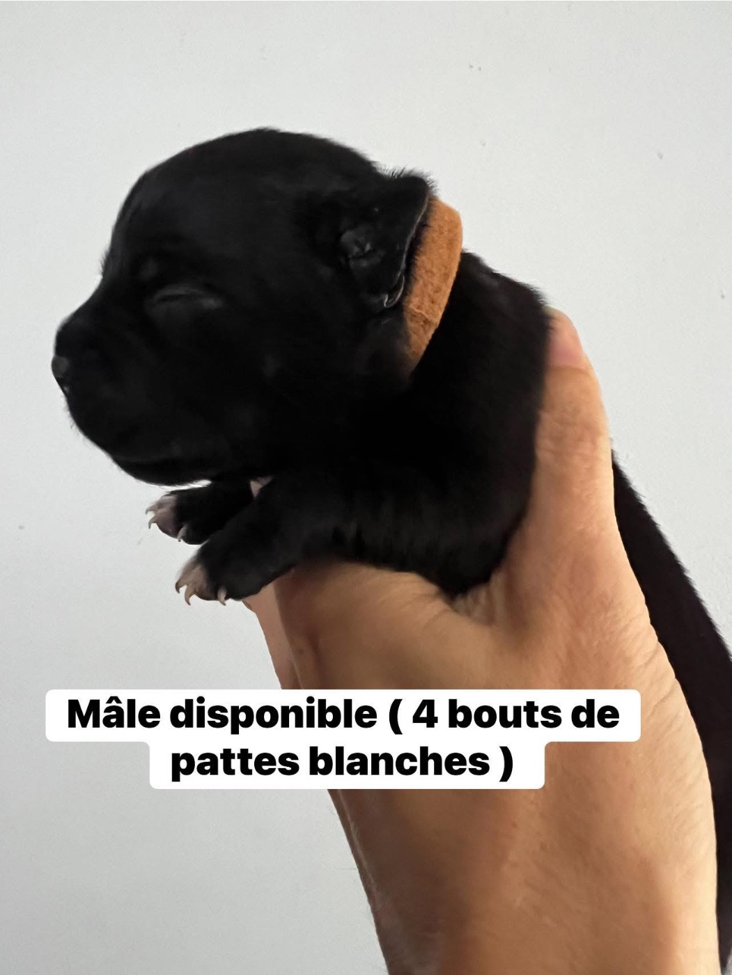 Chiot N°2