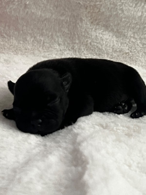 CHIOT 1