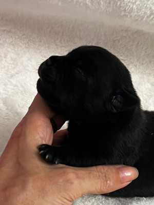 CHIOT 3