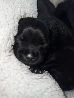 Chiot N°4